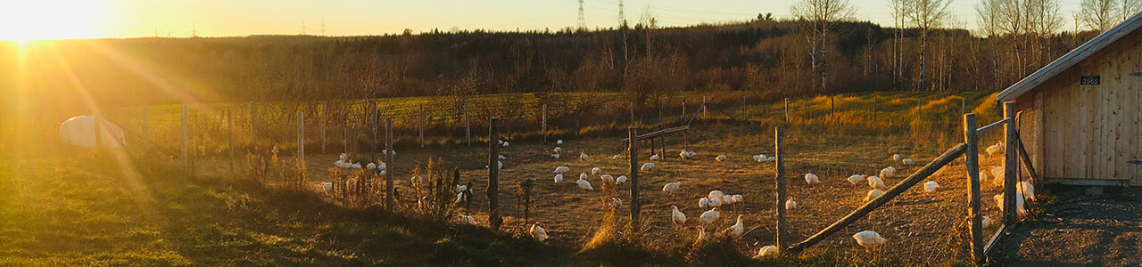 Poulets dans les champs